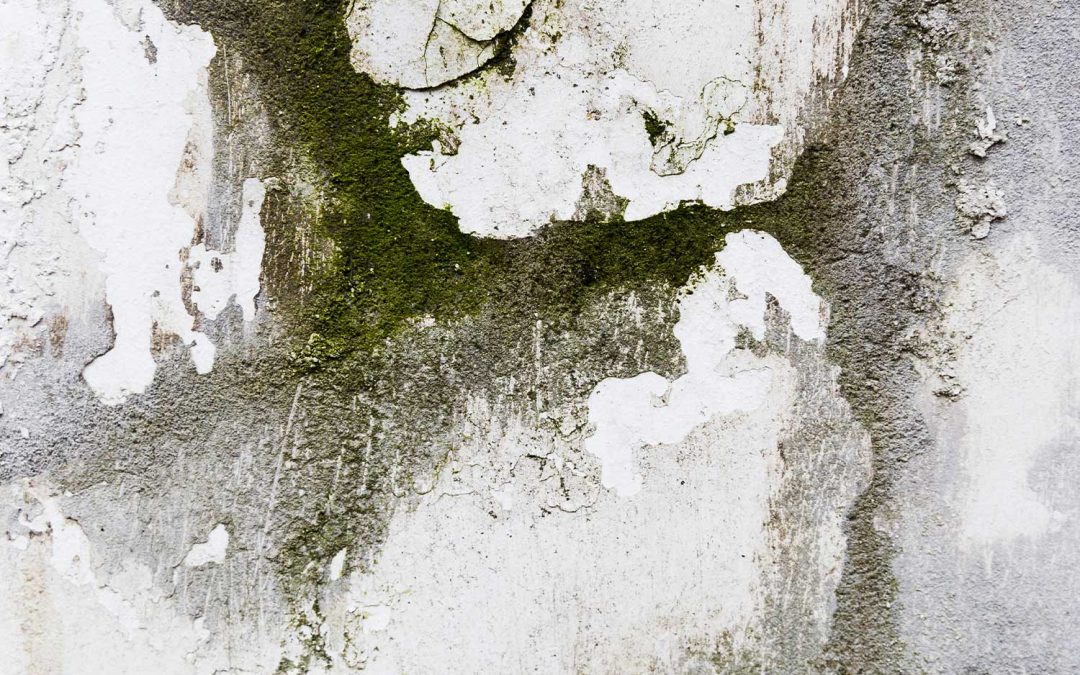 5 Things You Need to Know about Mould