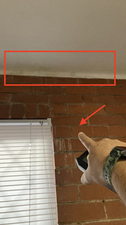 Mould Busters
