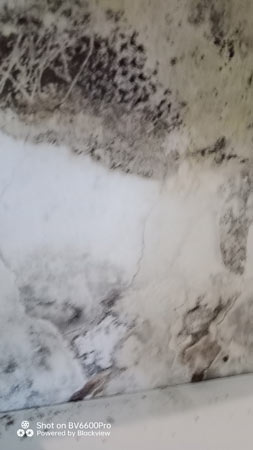 Mould Busters