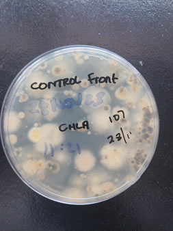 Mould mildew testing