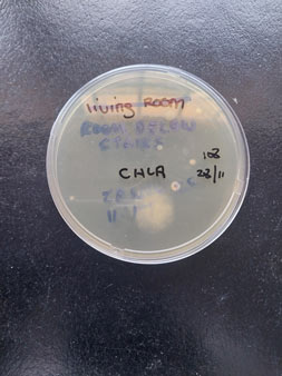 Testing for mould