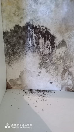 Mould and mildew remover