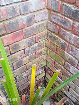 Mould removal service near me